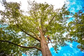 How Our Tree Care Process Works  in  Star, ID